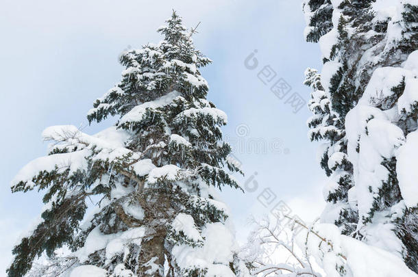 美丽的冬季景观，积雪覆盖树木，降雪。