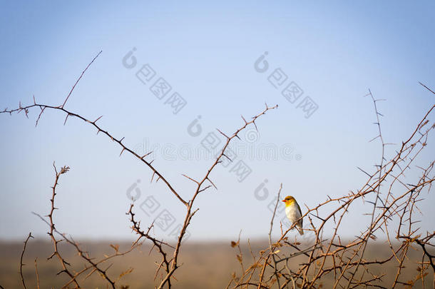 博茨瓦纳非洲的鸟