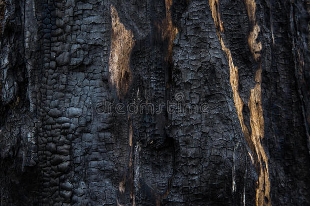 背景，燃烧木材的特写。 烧焦的树，烧焦的木头纹理