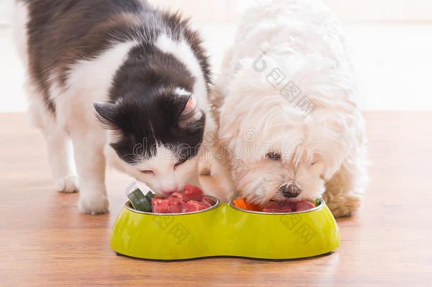 狗和猫从碗里吃<strong>天然</strong>食物