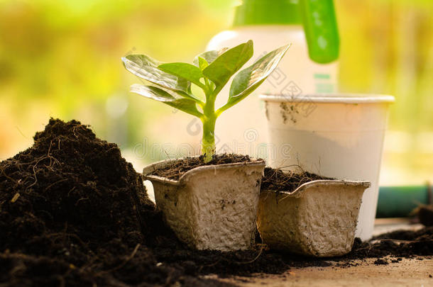 农业、植物、种子、幼苗、纸壶植物