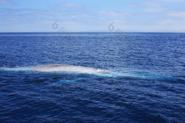 巨大的<strong>蓝鲸</strong>在海洋表面