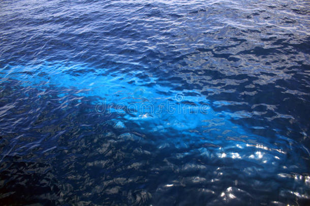蓝鲸在水下