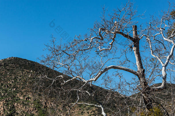 冬季裸树，任务小径公园有山峰