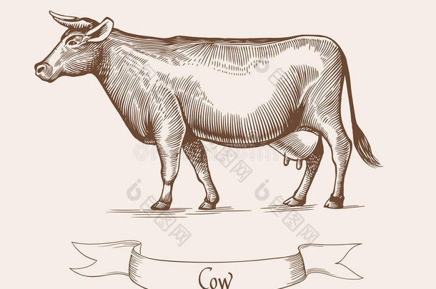 奶牛。 复古雕刻风格的矢量插图。 可用作格栅标签或贴纸图像。