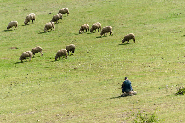 羊群和牧羊人