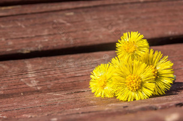 春天，科的花在春天的长凳上