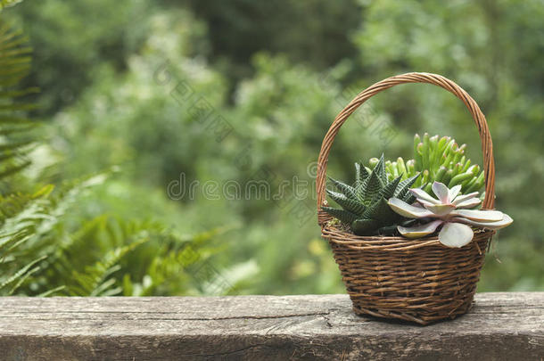 多肉植物