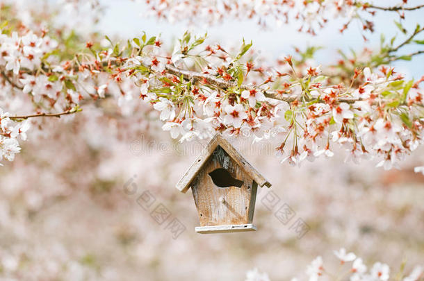 鸟舍在春天与樱花樱花樱花