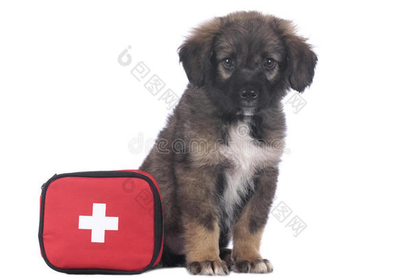 可爱的混合小狗与应急工具包