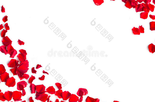 白底红玫瑰花瓣