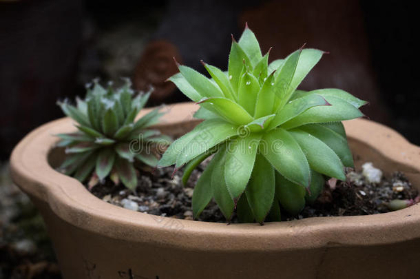 多肉植物