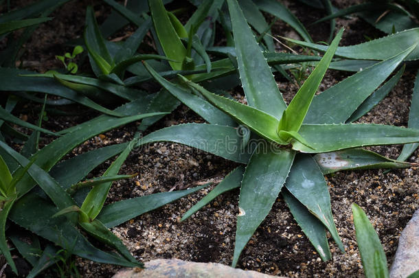 <strong>多肉</strong>植物