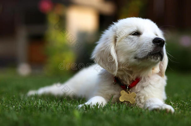 可爱的白色小狗躺在草坪上