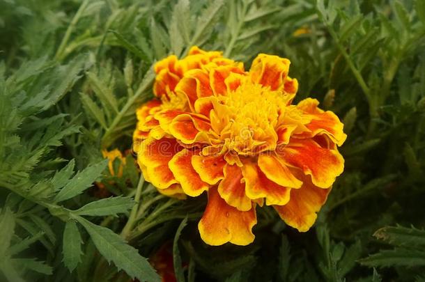 <strong>花圃</strong>中盛开的万寿菊黄色和橙色