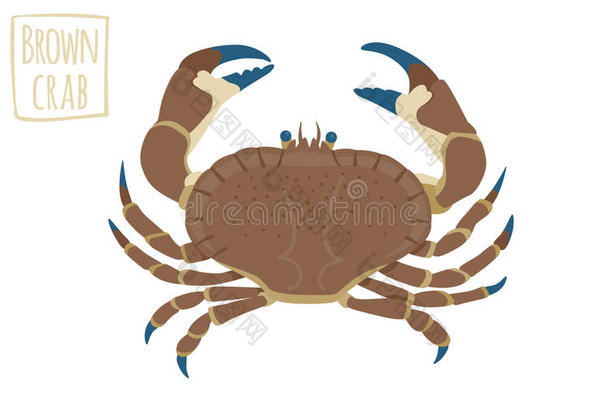 棕色螃蟹，矢量卡通插图