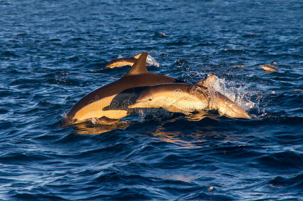 海豚妈妈和小海豚