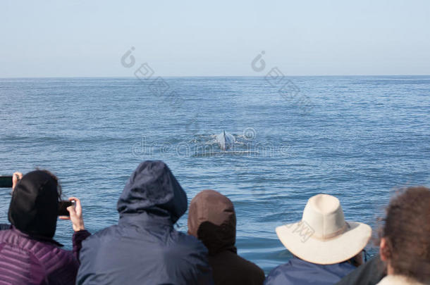 一群看鲸鱼的人拍鲸鱼的照片