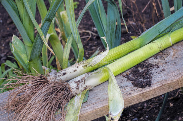 新鲜的有机韭菜。 菜园家庭种植的农产品。