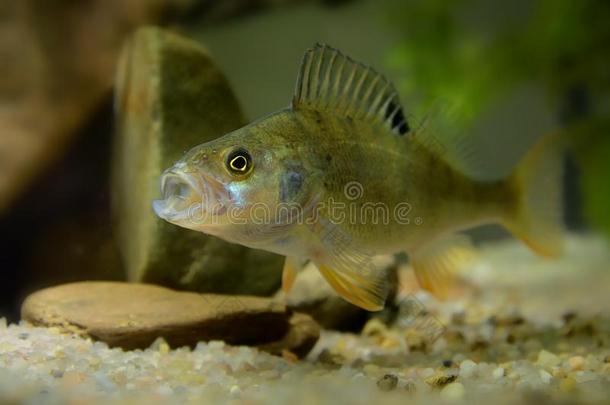 英国鲈鱼(PercaFluviatilis)