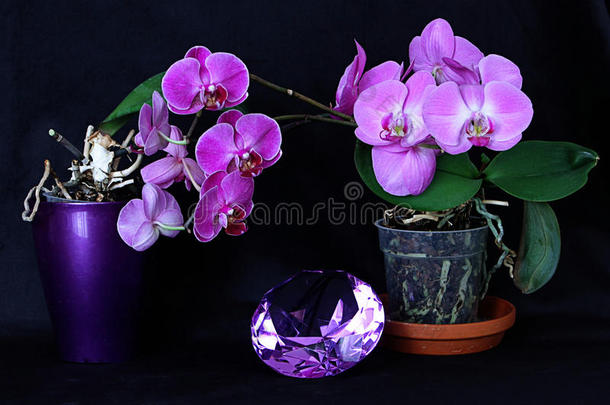 紫水晶水晶和紫色兰花