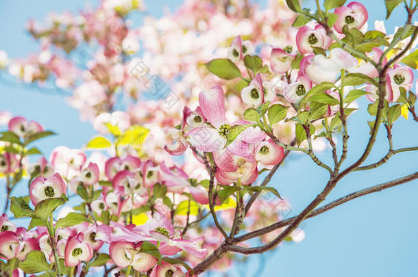 佛罗里达的科努斯-开花的<strong>茱萸</strong>，美丽的开花树
