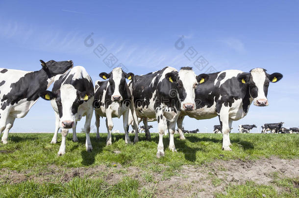 荷兰阳光明媚的荷兰绿色草地上的黑白奶牛