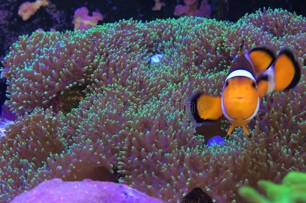 在一个真正的<strong>鱼缸</strong>里发现尼莫，在蘑菇珊瑚上玩耍
