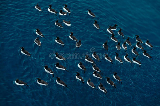 布鲁尼奇的Guillemot，深蓝色水面上的<strong>黑白鸟</strong>，艺术外观，斯瓦尔巴，挪威