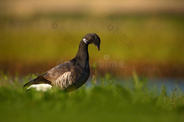 布兰特或布伦特鹅，布兰塔伯尼克拉，黑白鸟在水中，动物在自然草栖息地，法国