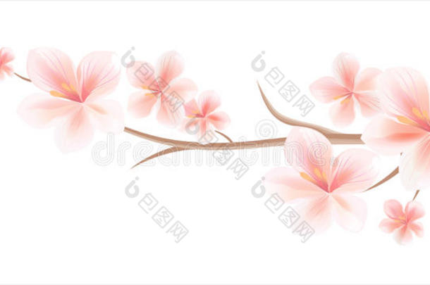 花卉设计。 樱花枝，花在白色上分离。 樱花枝上有花