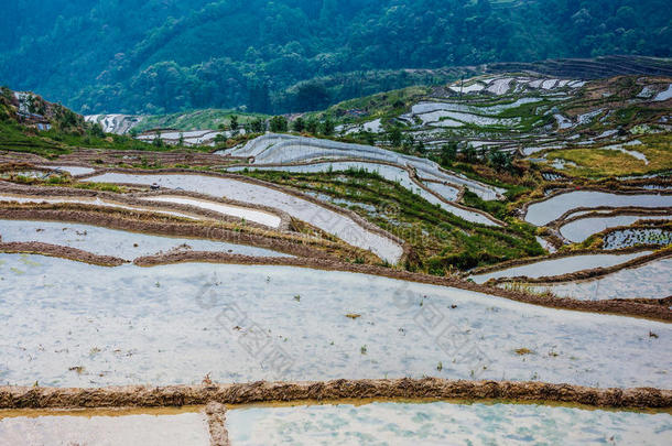 春天美丽的梯田风景