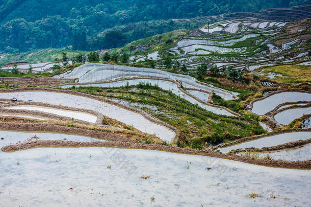 春天美丽的梯田风景