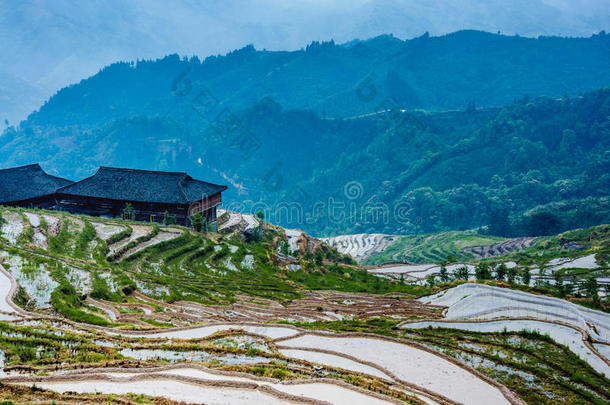 春天美丽的梯田风景