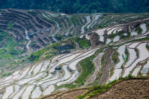 春天美丽的梯田风景