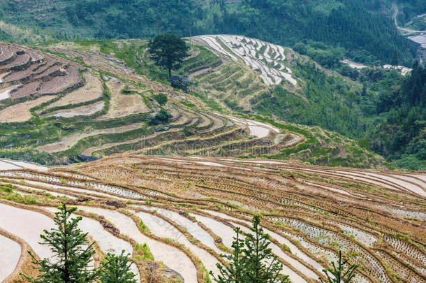 春天美丽的梯田风景