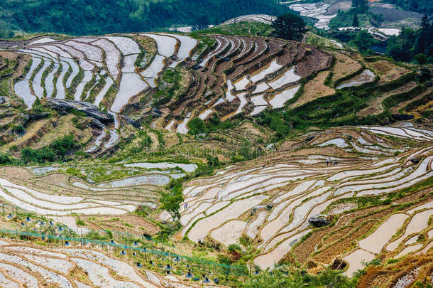 春天美丽的梯田风景