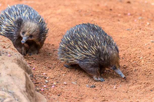 动物食蚁兽澳大利亚针鼹哺乳动物