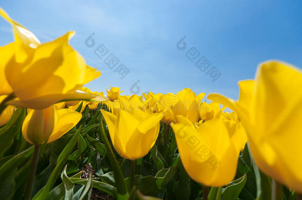 田野里有黄色的郁金香和明媚的阳光