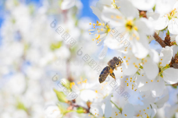 蜜蜂在<strong>白花树</strong>的花上