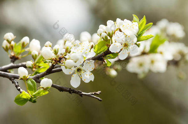 苹果枝，开着白花和绿叶。 宏观景观果树。 春天在花园里。 软软的