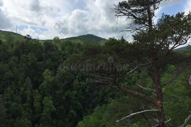 绿色遇见山天空树