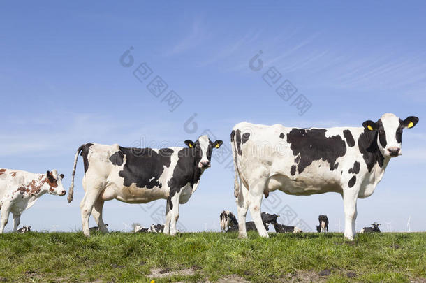 荷兰阳光明媚的荷兰绿色草地上的黑白奶牛