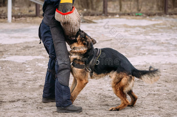 德国牧羊犬训练。 阿尔萨斯狼狗。