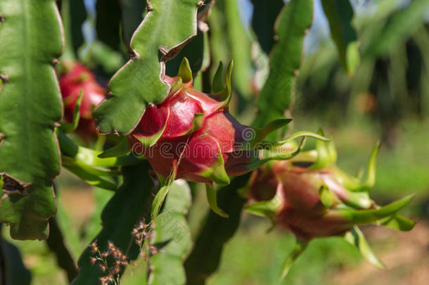泰国火龙果或火龙果（火龙果）种植园