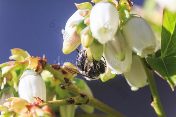 蜜蜂授粉蓝莓花