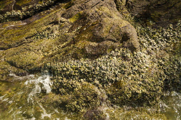 藻类考古学人工制品背景海滩