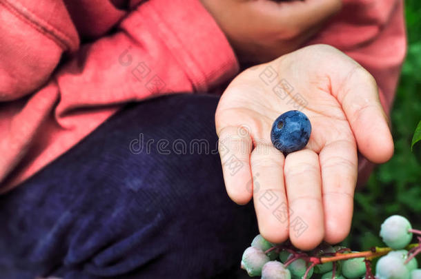 孩子摘蓝莓，把浆果放在手<strong>心里</strong>