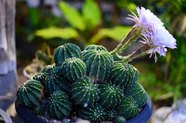 紫荆花粉红色仙人掌开花