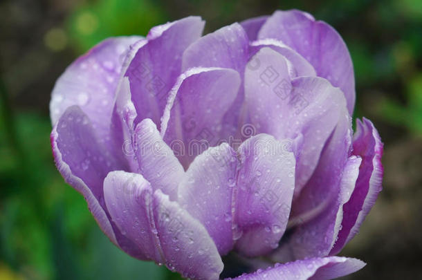 <strong>雨后春天</strong>花园里一朵明亮的紫色郁金香
